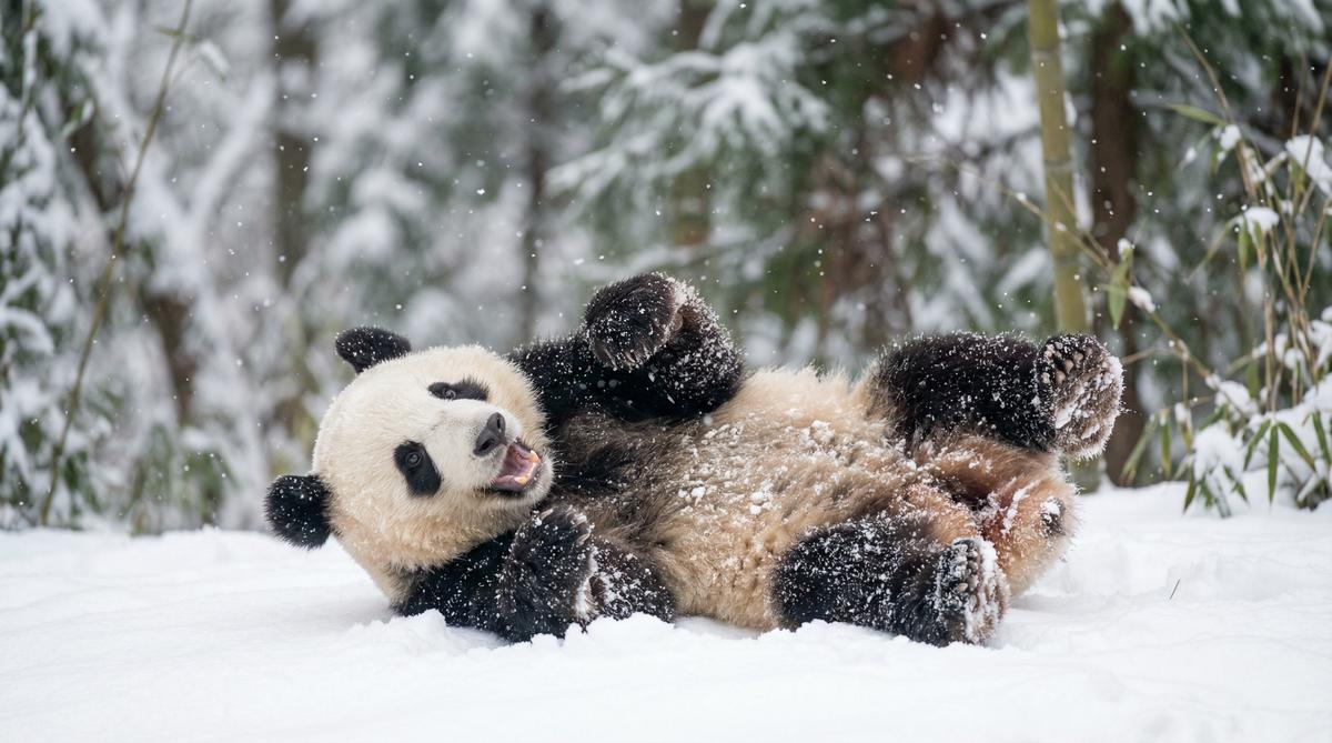 看片熊猫视频 - 雪地嬉戏