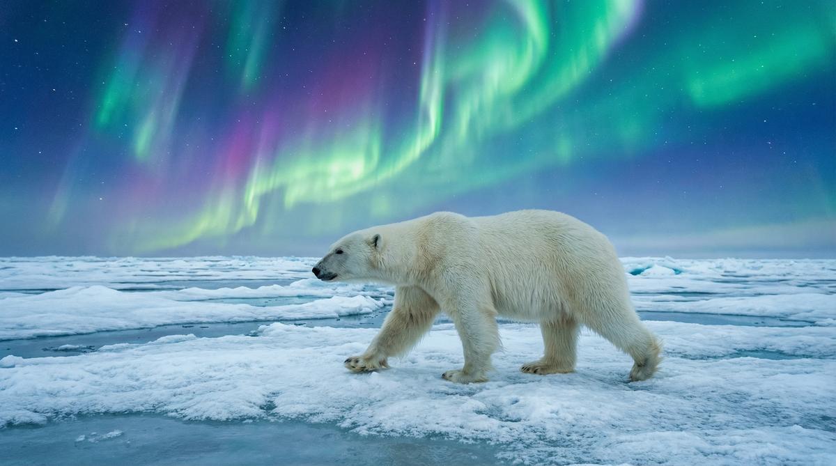 看片北极熊视频 - 极光漫步